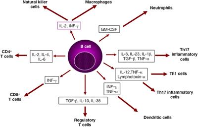 Frontiers | The Interplay Between Innate-Like B Cells And Other Cell ...